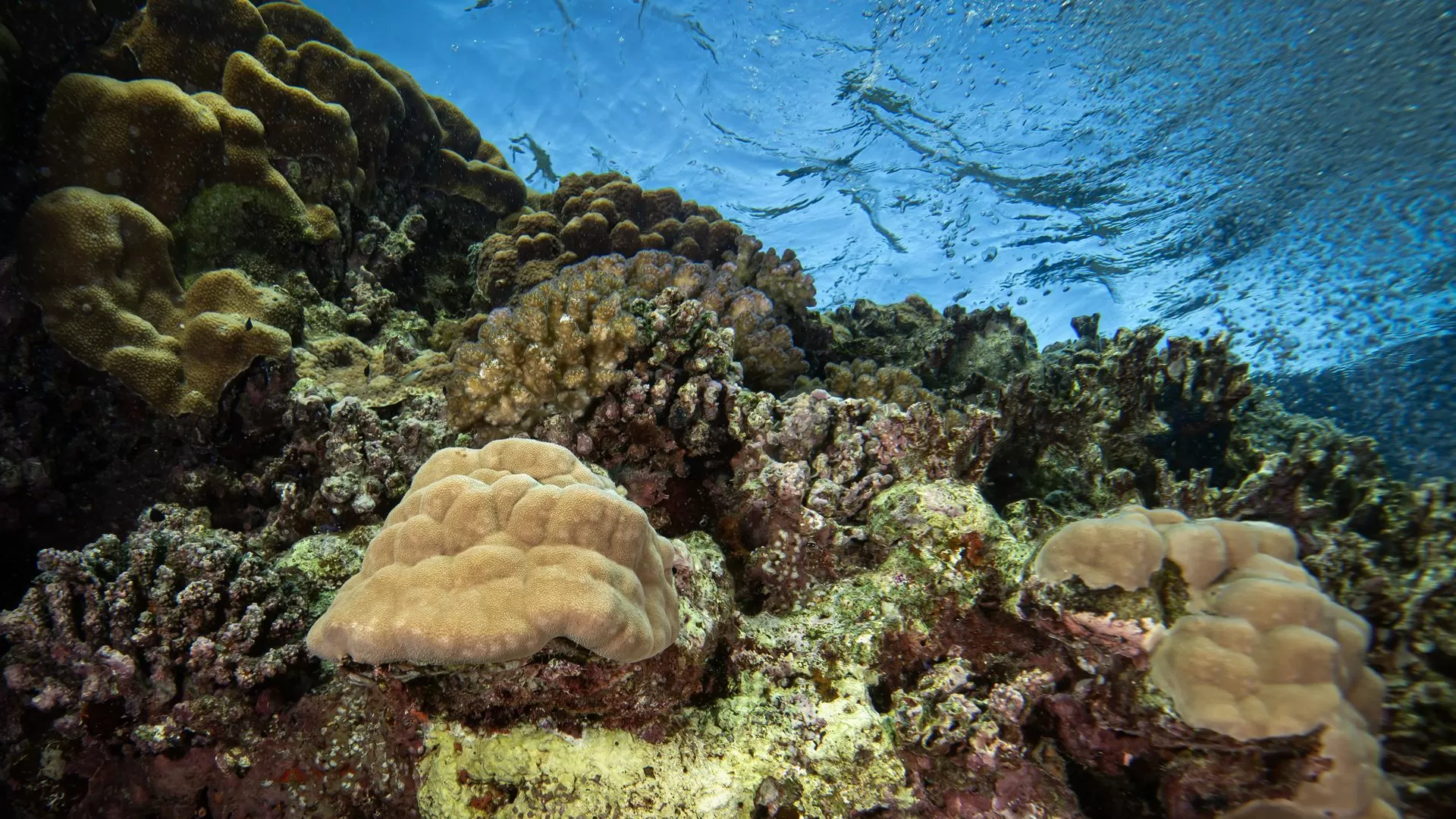 Tratado do Alto Mar é sinal de "vitalidade" em tempos de ameaça ao direito internacional