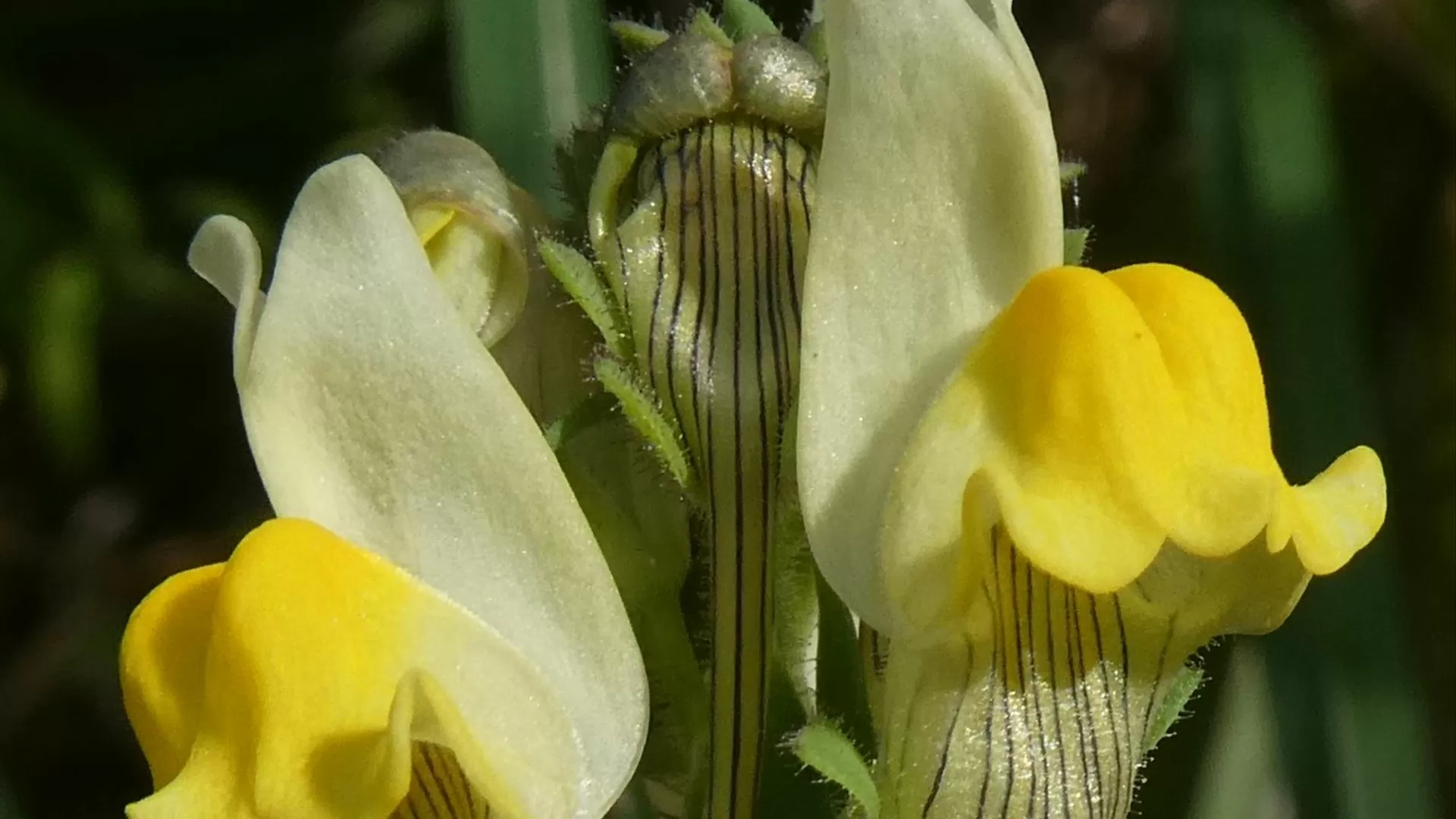 Chama-se Linaria almadensis: nova planta endémica descoberta nas arribas do Tejo, em Almada