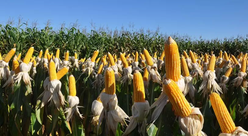 Defensivos biológicos são 70% das "invenções verdes" brasileiras no agro