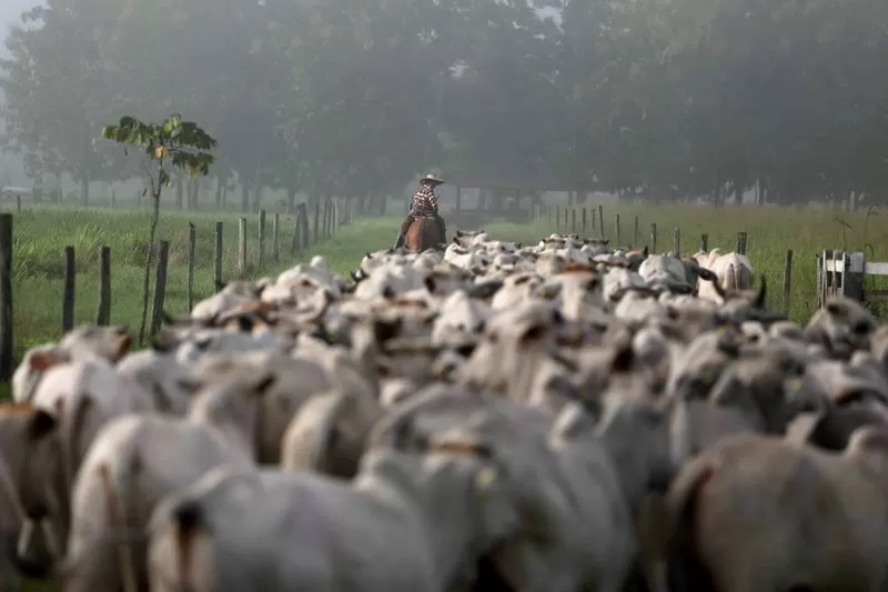 Análise: Setor de carne brasileiro tenta abrir mercado na Coreia do Sul