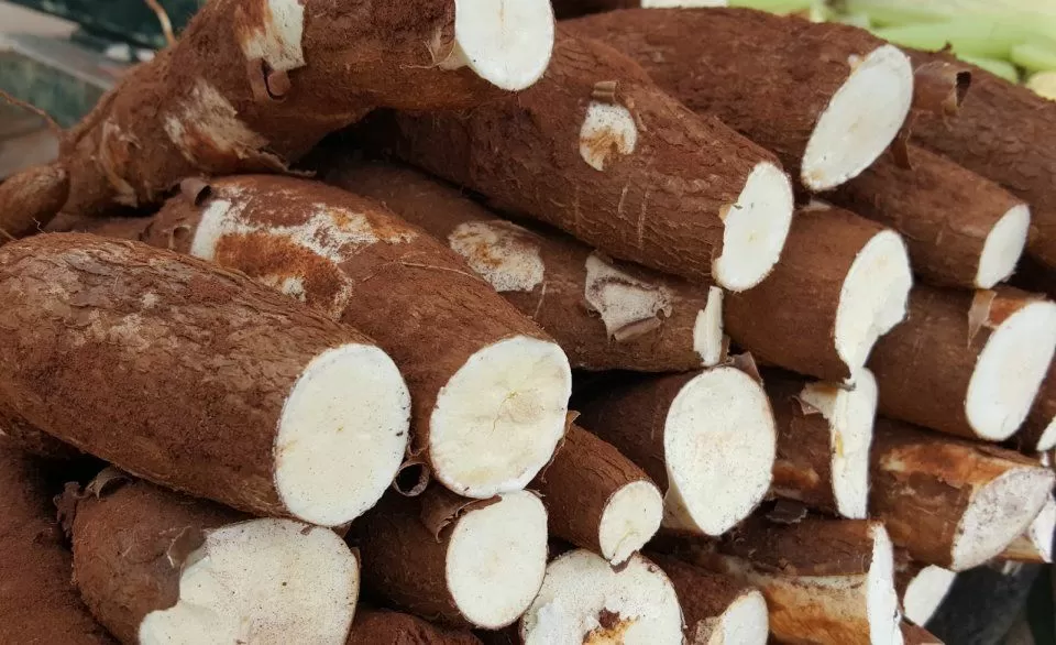 Preço da mandioca segue pela terceira semana consecutiva, diz Cepea