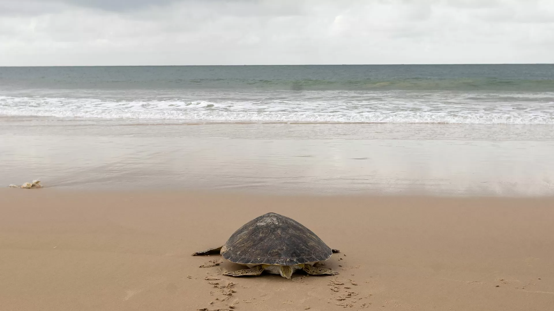 Tartarugas gigantes regressam às Galápagos após quase 200 anos