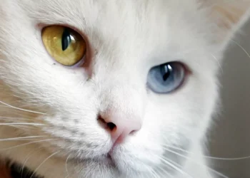 Governo timorense proíbe cães, gatos e macacos soltos em locais públicos