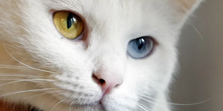 Governo timorense proíbe cães, gatos e macacos soltos em locais públicos