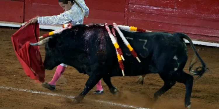 Espanha cancela Prêmio Nacional de Touradas e divide opiniões