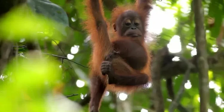 Orangotango é o primeiro animal observado a curar ferida com uma planta medicinal
