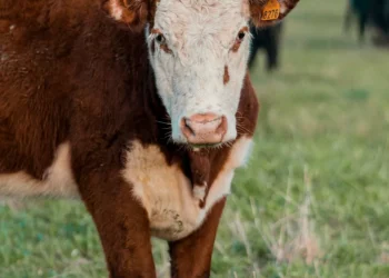 “Economia: Recursos, Produção e Distribuição”