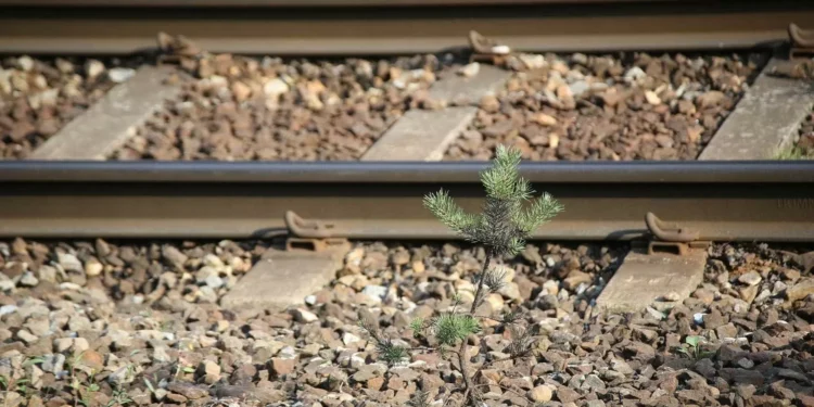 Atropelamento mortal cortou Linha do Norte. Circulação restabelecida