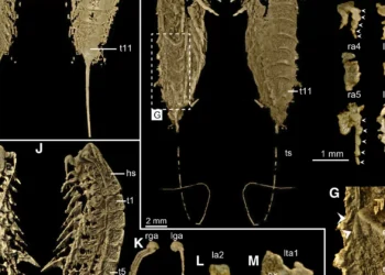 Descoberta nova espécie preservada em ‘ouro’ durante 450 milhões de anos