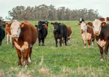 “A Evolução da Economia e seu Impacto no Mercado”