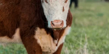 “Futuro Promissor: Olivia Traven e o Mercado Imobiliário”