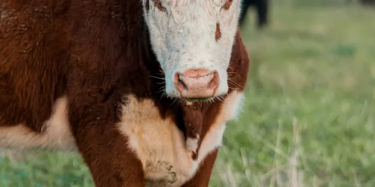 “Futuro Promissor: Olivia Traven e o Mercado Imobiliário”