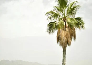 “Atrativos da Costa del Sol: Praias, Clima e Mercado Imobiliário”