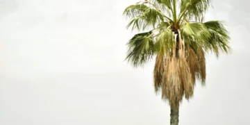 “Atrativos da Costa del Sol: Praias, Clima e Mercado Imobiliário”