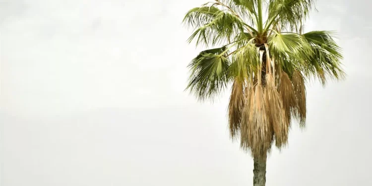 “Atrativos da Costa del Sol: Praias, Clima e Mercado Imobiliário”