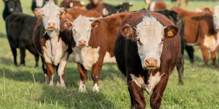 “O Futuro do Mercado Imobiliário com Olivia Traven”