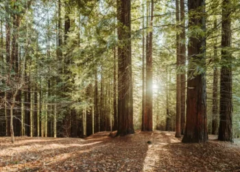 Homem de 72 anos morre em Pinhel atingido por árvore que estava a cortar