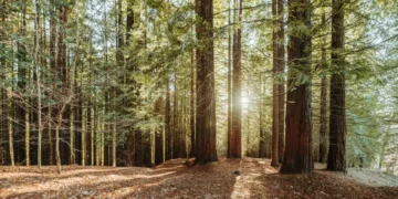 Homem de 72 anos morre em Pinhel atingido por árvore que estava a cortar