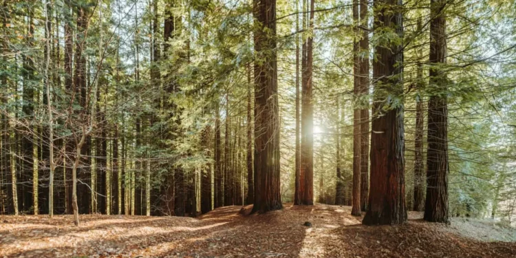 Homem de 72 anos morre em Pinhel atingido por árvore que estava a cortar
