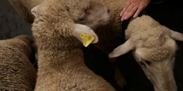 Quatro crias de lobo fugiram de zoo e “mataram ovelhas” em Sevilha