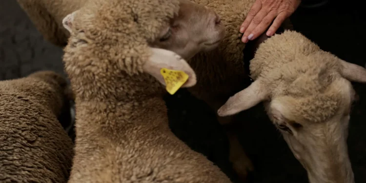 Quatro crias de lobo fugiram de zoo e “mataram ovelhas” em Sevilha