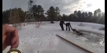 Cavalo salvo após cair em lago congelado em Nova Iorque. Eis o vídeo