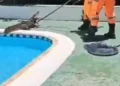 Jacaré encontrado dentro de piscina de clube no Brasil. Ora veja
