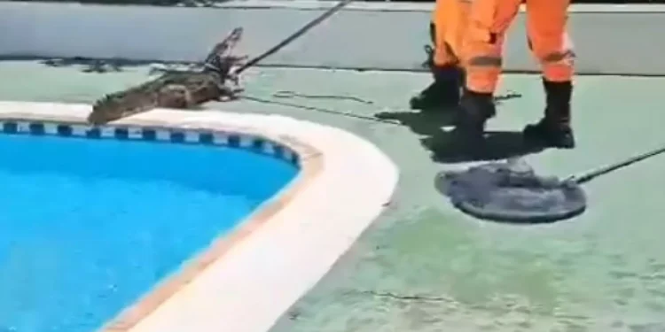 Jacaré encontrado dentro de piscina de clube no Brasil. Ora veja