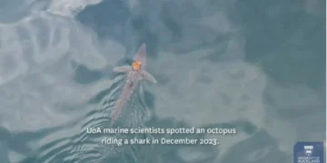 “Maravilhas do oceano”. Polvo apanha boleia de tubarão na Nova Zelândia
