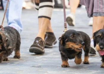 Passeio com quase 900 cães salsicha ganha recorde no Guinness. As imagens