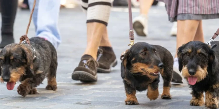 Passeio com quase 900 cães salsicha ganha recorde no Guinness. As imagens