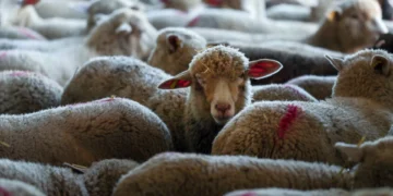Gripe das aves foi detetada pela primeira vez numa ovelha