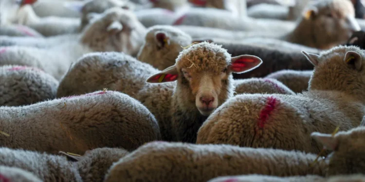 Gripe das aves foi detetada pela primeira vez numa ovelha