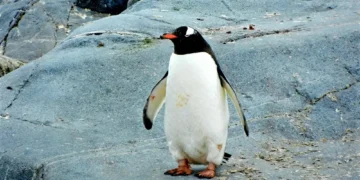 Pinguim transportado em caixa causa acidente em helicóptero na África do Sul