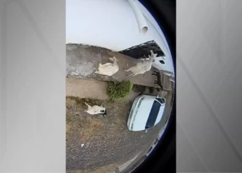 Vídeo: “Gangue” de cabras é flagrada roubando pão de residência no Ceará