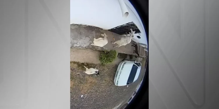 Vídeo: “Gangue” de cabras é flagrada roubando pão de residência no Ceará