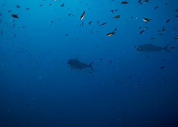 Mais de 130 ONG juntam-se hoje em Lisboa por um oceano limpo