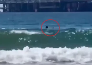 Homem desaparece em Israel após ser atacado por tubarão