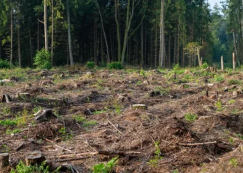 Limpeza de terrenos? GNR alerta: “Evite perigos e coimas”