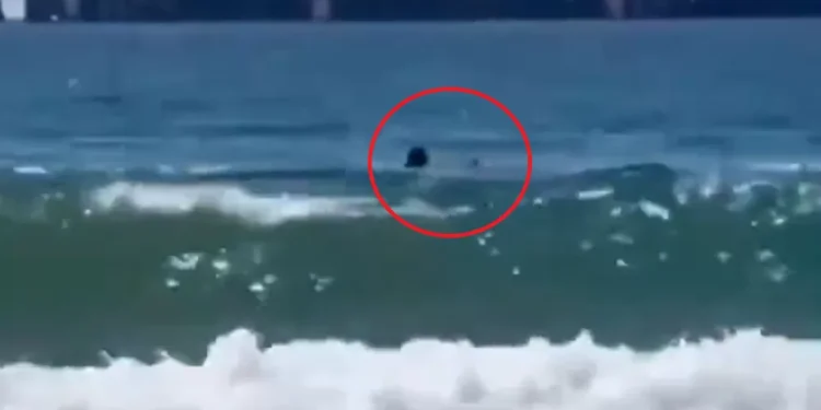 Veja quem era o mergulhador que morreu após ser atacado por tubarão em Israel