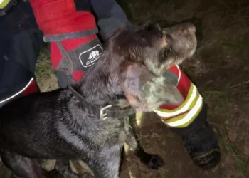 Bombeiros resgatam cão que caiu num poço em Olhão. Há imagens