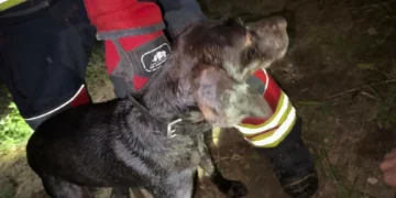 Bombeiros resgatam cão que caiu num poço em Olhão. Há imagens