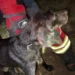 Bombeiros resgatam cão que caiu num poço em Olhão. Há imagens