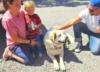 Cão salva criança desaparecida. “Foi enviado por Deus para resgatar o meu filho”