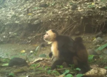 Macacos-prego sequestram filhotes de bugio no Panamá e intrigam cientistas 