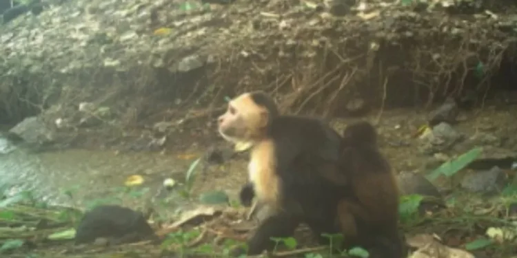 Macacos-prego sequestram filhotes de bugio no Panamá e intrigam cientistas 