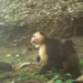 Macacos-prego sequestram filhotes de bugio no Panamá e intrigam cientistas 