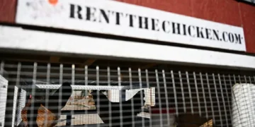 Aluguel de galinhas cresce nos EUA em meio à alta do preço dos ovos