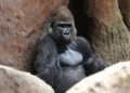 Tipo de vida social e amizades também influenciam saúde dos gorilas
