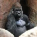 Tipo de vida social e amizades também influenciam saúde dos gorilas